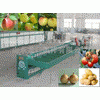 fruit grading machine with auto feeder