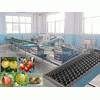 Electronic fruit grading machine