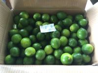 Best Offer for Fresh Lime/Lemon From VietNam