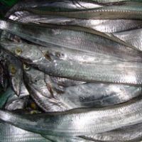 Frozen Ribbon fish