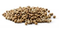 Hot Sale! Coriander Seeds