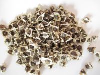 Moringa seeds