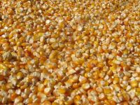 Yellow corn