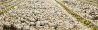 Fresh White And Brown Chicken Table Eggs,Farm Eggs Of All Sizes For Sale