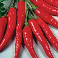 Red Chilli | Spices | Chilli Peppers