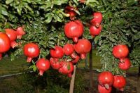 Fresh Pomegranates