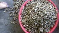 MORINGA SEED FROM VIETNAM