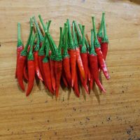 Fresh Red Chilli From Vietnam