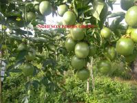 Fresh Passion Fruit From Vietnam