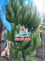 Cavendish Banana from Vietnam