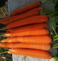 Carrots By Wholesale - For Export