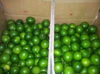 VIETNAM FRESH SEEDLESS LIME