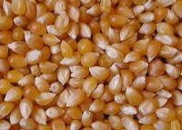 Yellow Corn &amp; Pop Corn Seed Kernels