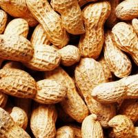 Groundnut (Peanuts)