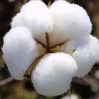 Cotton 