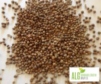 CORIANDER SEEDS