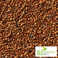 RED SORGHUM