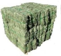 Top Quality Alfafa Hay for Animal Feeding