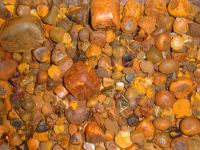 Cow Gallstone