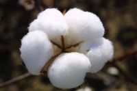 RAW COTTON