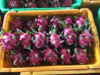 Dragon Fruit.