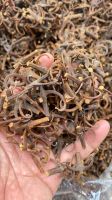 Uncaria Tomentosa ( Cat Claw, Kait-kait )