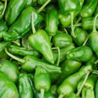 PADRON PEPPER