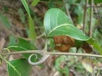 Uncaria tomentosa - Cat's claw