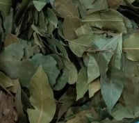 Bay Leaves