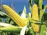 Yellow Corn