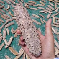 SEA CUCUMBER-White Teatfish (Holothuria Polii