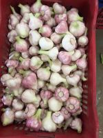 Egyptian Fresh Garlic