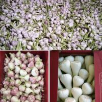 Egyptian Fresh Garlic