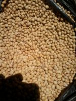 soya beans seeds