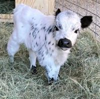 Mini highlands cattle cows 