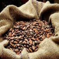 Good quality Dried Grade A Cocoa/ Cacao/ Chocolate bean