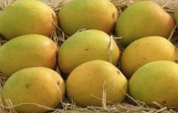 Fresh Mangos