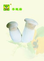 Top Grade Dried Mushroom