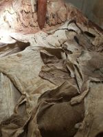 High Quality Dry and Wet Salted Donkey / Goat Skin / Cow Hides