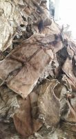 Dry / Wet Salted Donkey Skin (Hides).