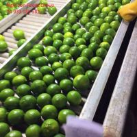 Fresh Seedless/seed Lime