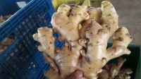 Viet Nam Ginger for Sale