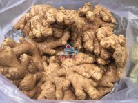 Fresh Ginger ( Ms Cris Nguyen +84 932 744654)