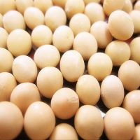 organic soybean seeds non gmo