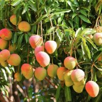  Fresh Mangos   