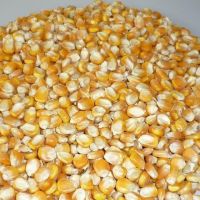 Yellow Maize, Dried Yellow Corn, Popcorn, White Corn Maize