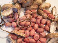 High quality peanuts, Organic, java nuts, pea nuts, ground nuts, cashew nuts