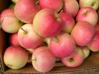 Fresh Fuji apple fresh apple fruit and other fruits on Wholesale 