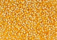 Yellow Corn, White Corn, Maize, Dried Corn, Sweet Corn