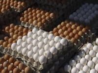 Fertile Hatching Chicken Egg/Fresh Chicken Table Eggs/Quail Eggs, ostritch eggs